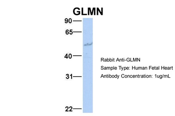 GLMN Antibody