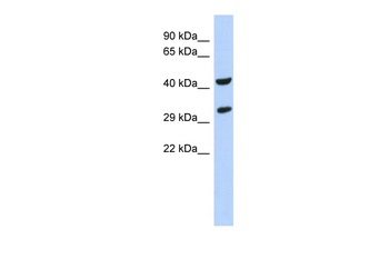 ASB8 Antibody