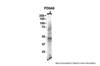 PDIA6 Antibody