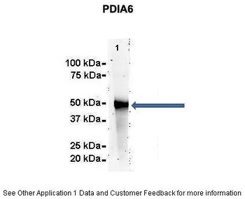 PDIA6 Antibody
