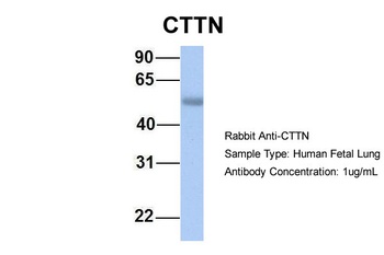 CTTN Antibody