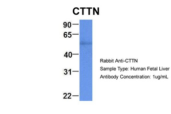 CTTN Antibody