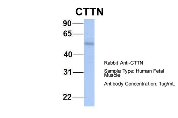 CTTN Antibody