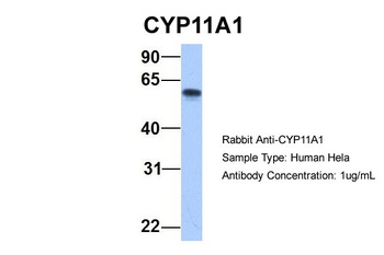 CYP11A1 Antibody