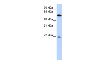 PM20D2 Antibody