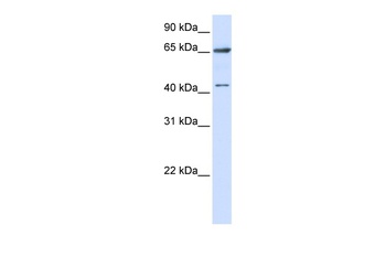 CCDC19 Antibody