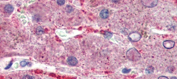 GPSM2 Antibody