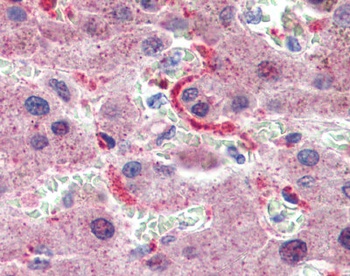 GPSM2 Antibody