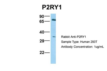 P2RY12 Antibody