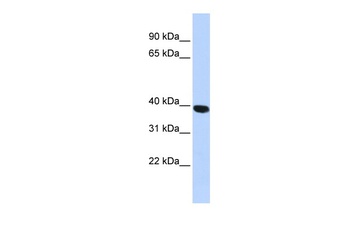 HYAL1 Antibody