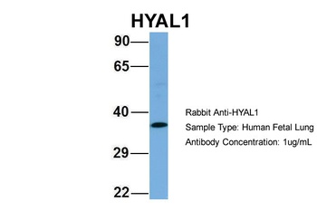 HYAL1 Antibody