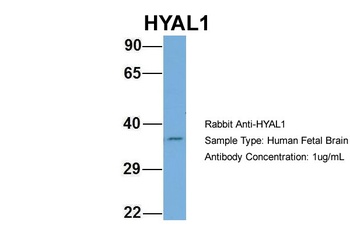 HYAL1 Antibody