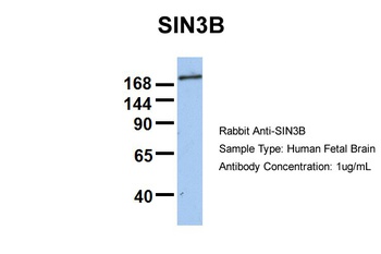 SIN3B Antibody