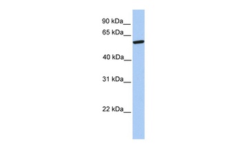 ZNF284 Antibody