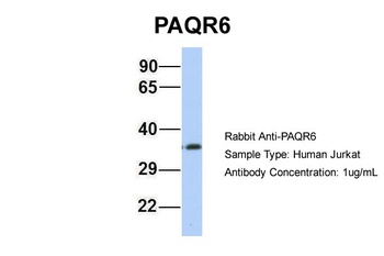 PAQR6 Antibody