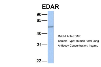 EDAR Antibody