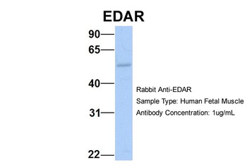 EDAR Antibody