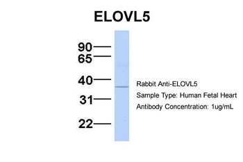 ELOVL5 Antibody