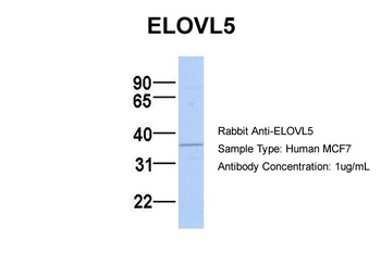 ELOVL5 Antibody