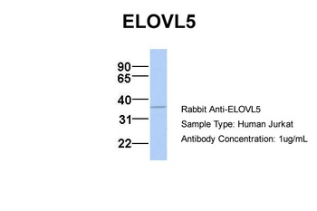 ELOVL5 Antibody