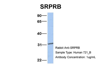 SRPRB Antibody