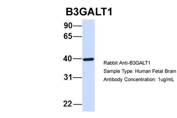 B3GALT1 Antibody