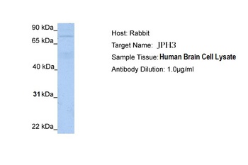 JPH3 Antibody