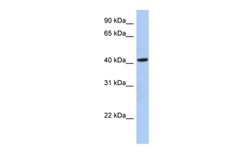 FAM105A Antibody