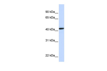 CLN8 Antibody