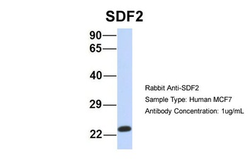 SDF2 Antibody