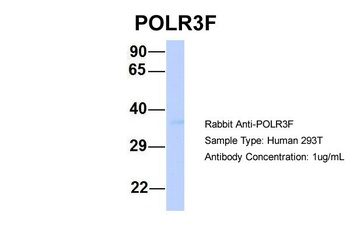 POLR3F Antibody