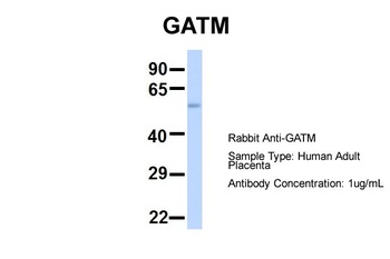 GATM Antibody