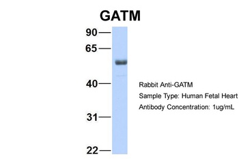 GATM Antibody