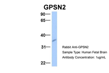 GPSN2 Antibody