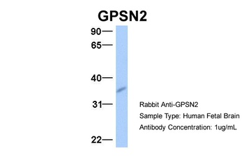 TECR Antibody