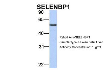 SELENBP1 Antibody