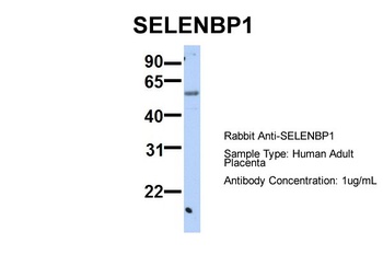 SELENBP1 Antibody