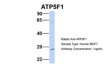 ATP5F1 Antibody