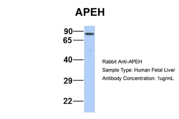 APEH Antibody