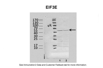 EIF3E Antibody