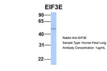 EIF3E Antibody