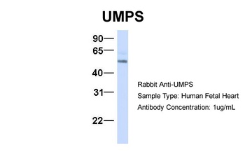 UMPS Antibody