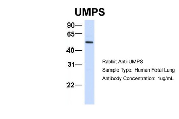 UMPS Antibody