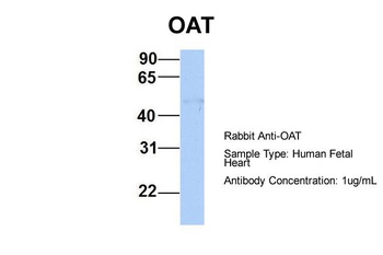 OAT Antibody