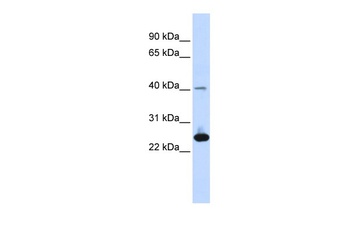 SELS Antibody
