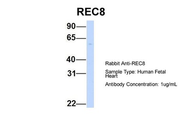 REC8 Antibody