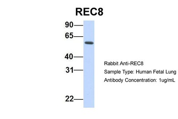 REC8 Antibody