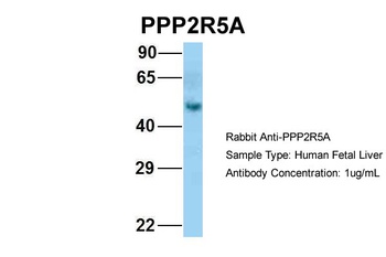 PPP2R5A Antibody