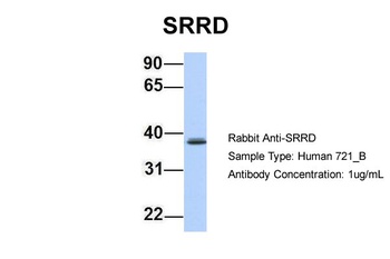 SRRD Antibody