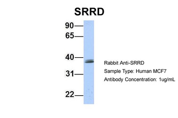 SRRD Antibody